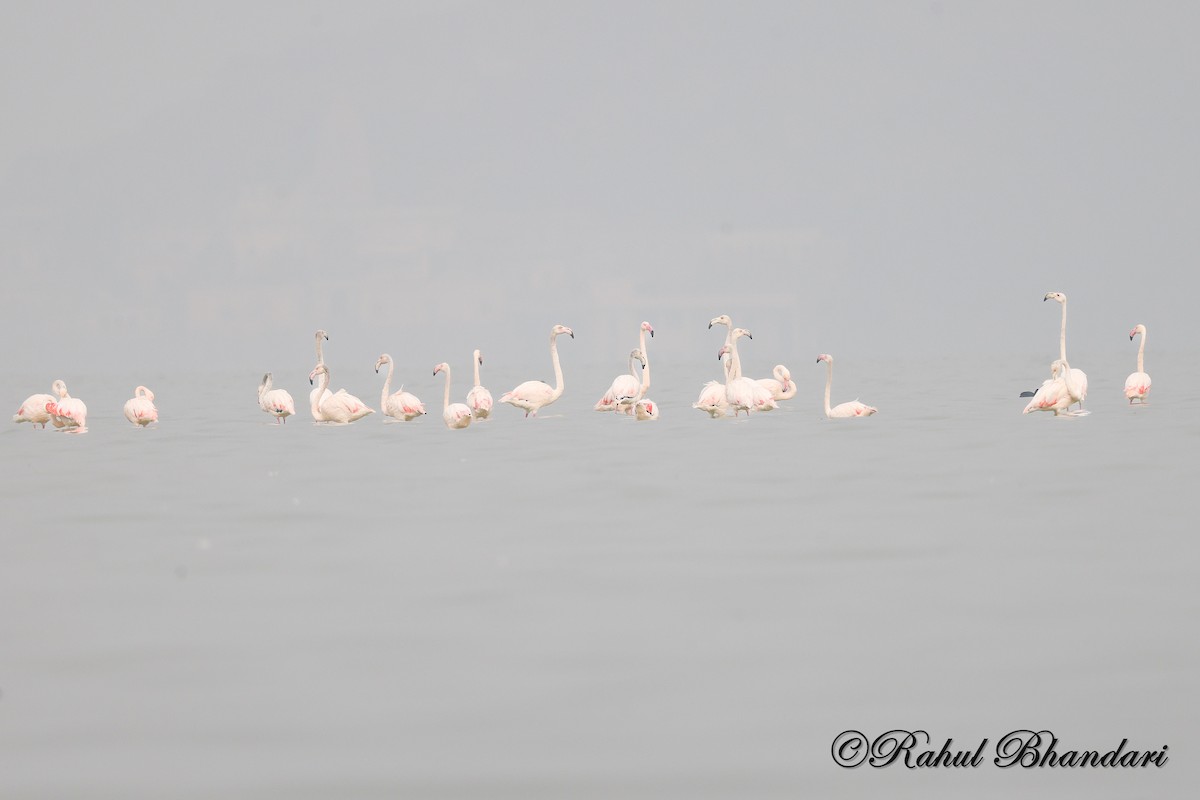 Greater Flamingo - ML646566724