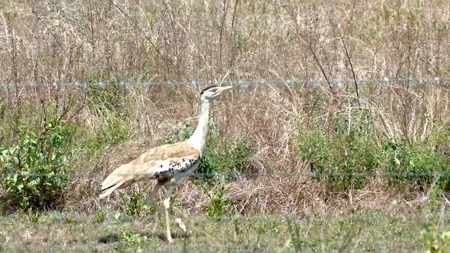 Australian Bustard - ML646566726