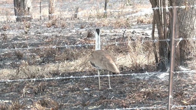 Australian Bustard - ML646566733