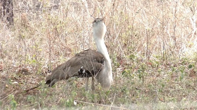 Australian Bustard - ML646566734