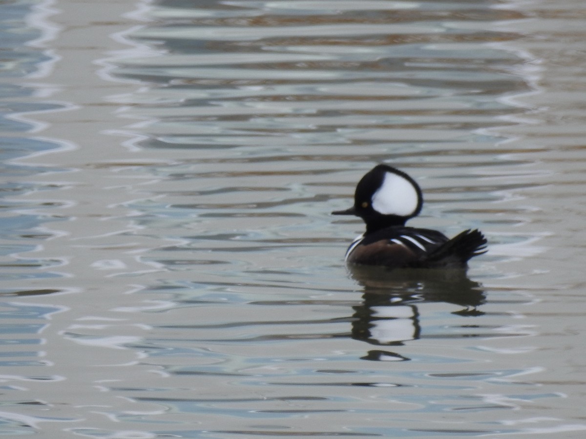 morčák chocholatý - ML646566737