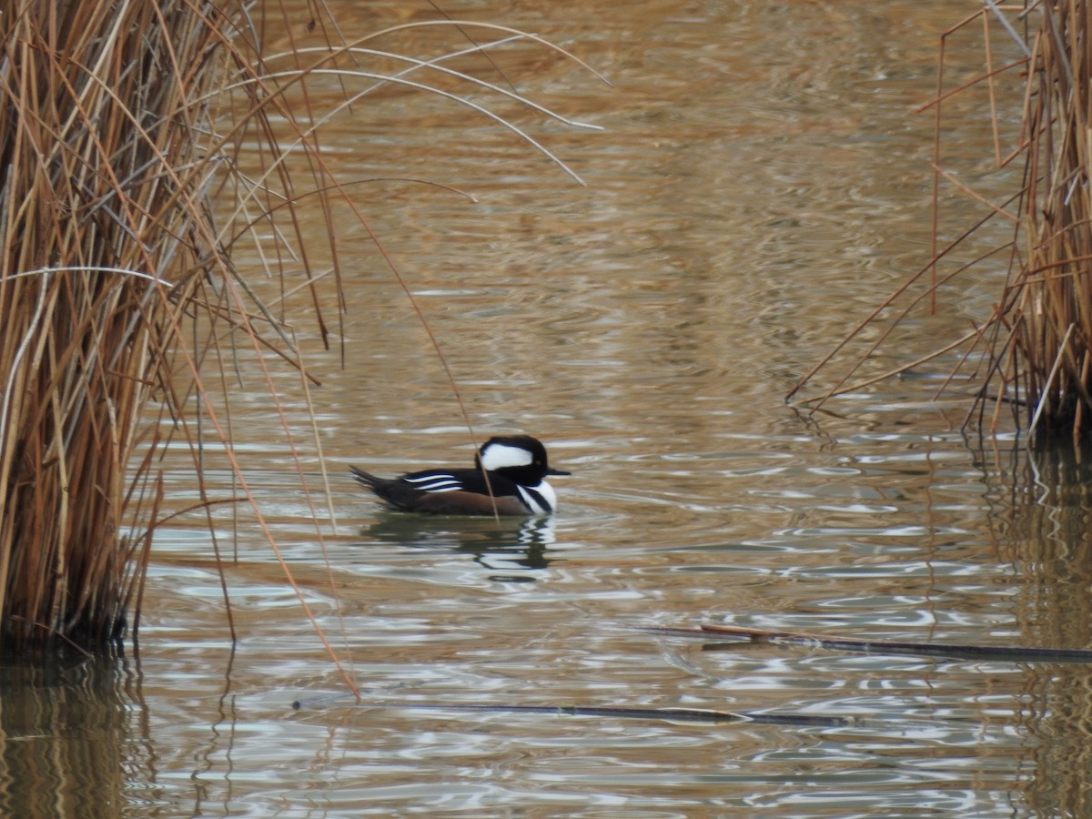morčák chocholatý - ML646566738