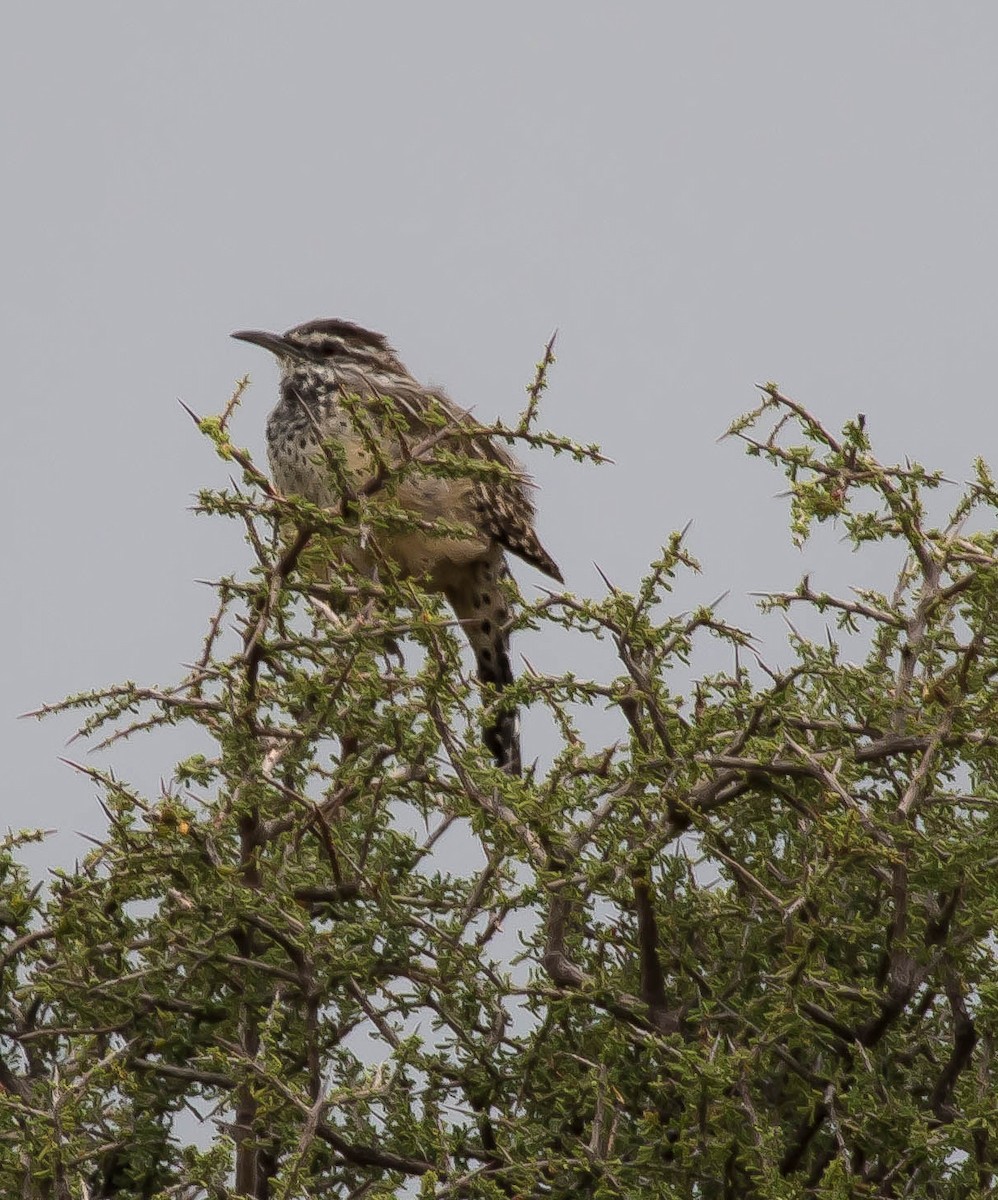 Cactus Wren - ML646566739