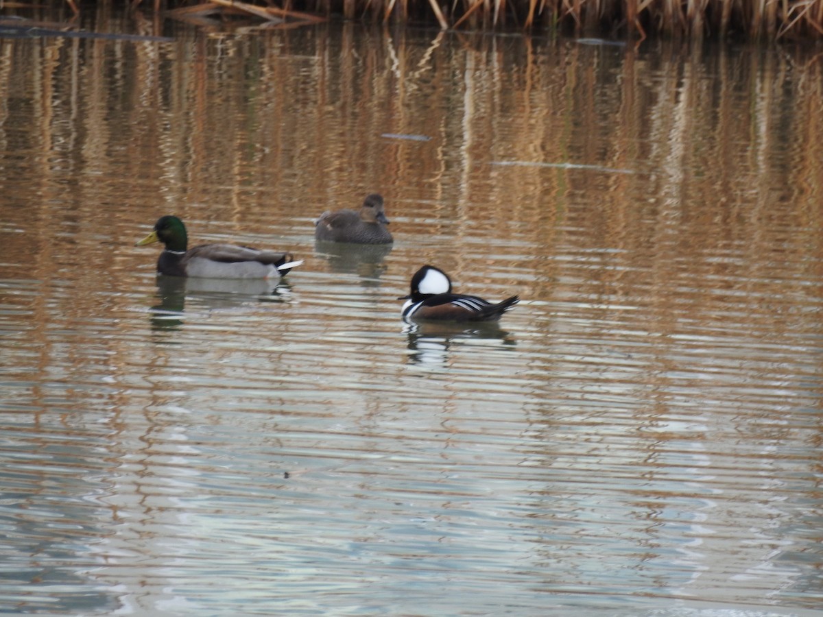 morčák chocholatý - ML646566740