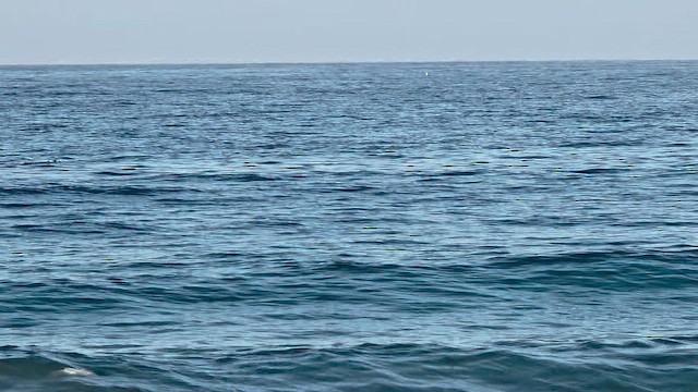 White-winged Scoter - ML646566742