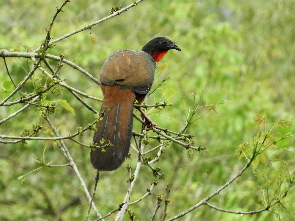 Cauca Guan - ML646566744