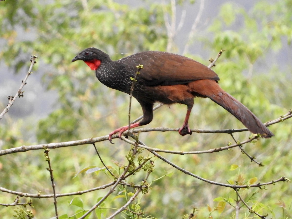Cauca Guan - ML646566745