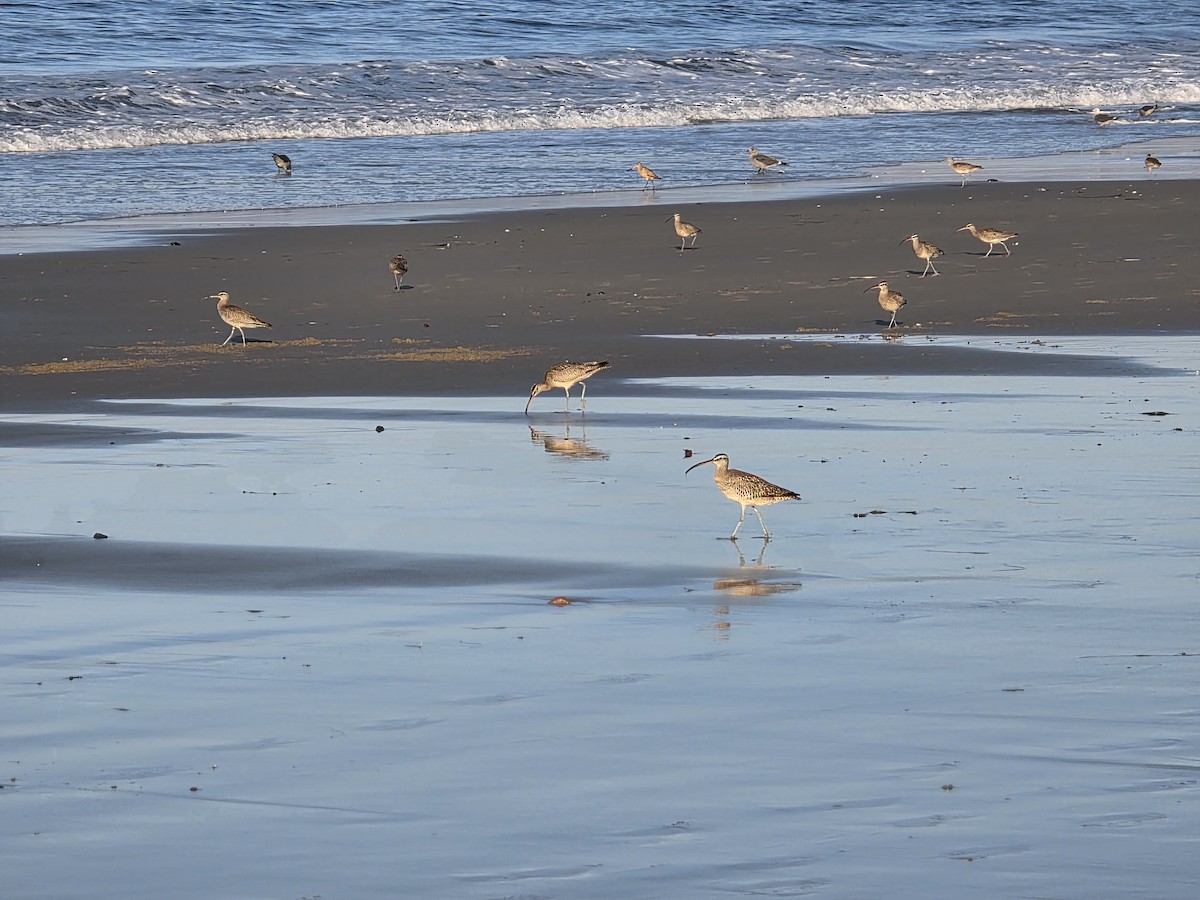 Hudsonian Whimbrel - ML646566747
