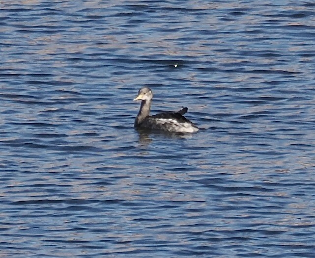 Red-necked Grebe - ML646566749