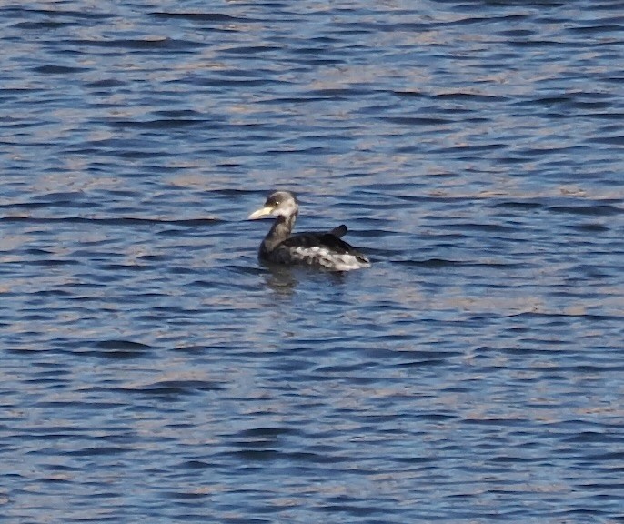 Red-necked Grebe - ML646566750