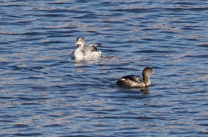 Red-necked Grebe - ML646566751