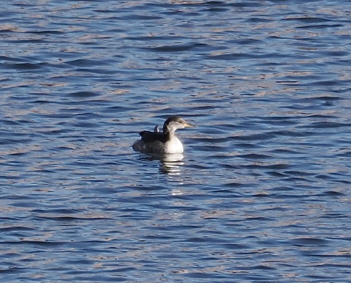 Red-necked Grebe - ML646566752
