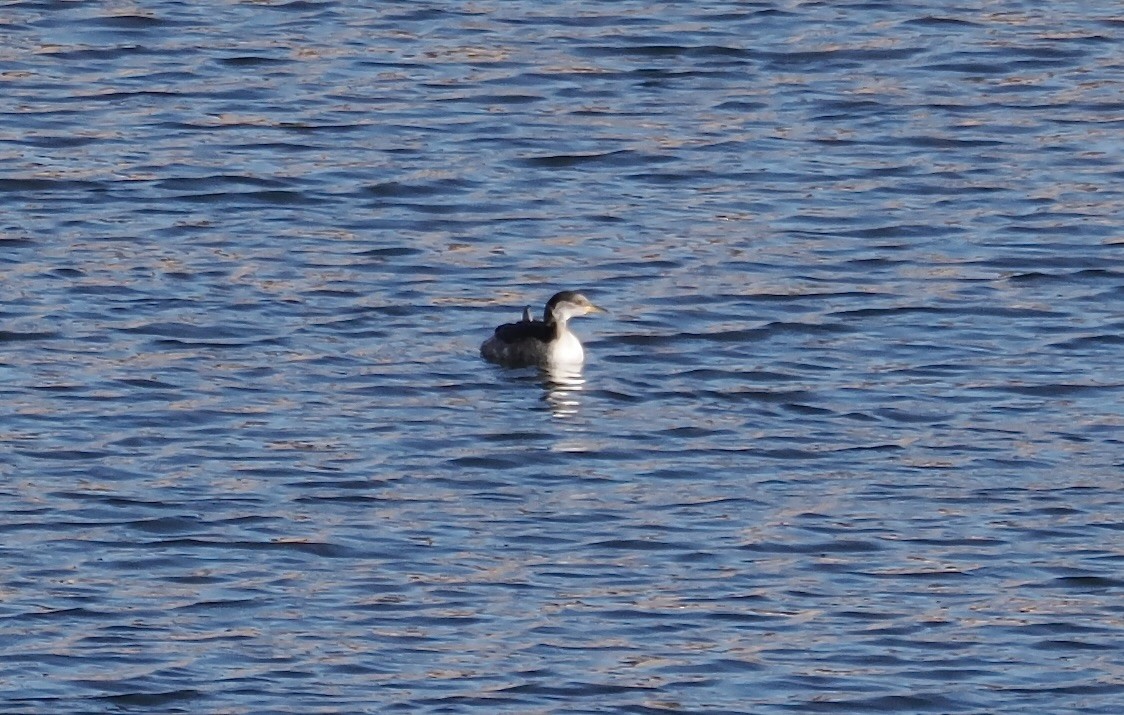 Red-necked Grebe - ML646566753