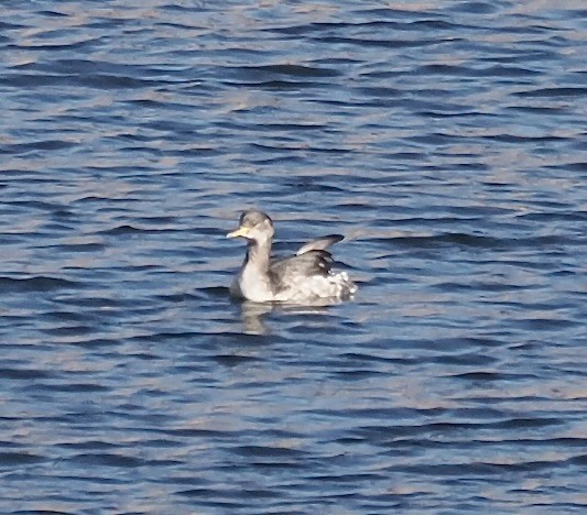 Red-necked Grebe - ML646566754