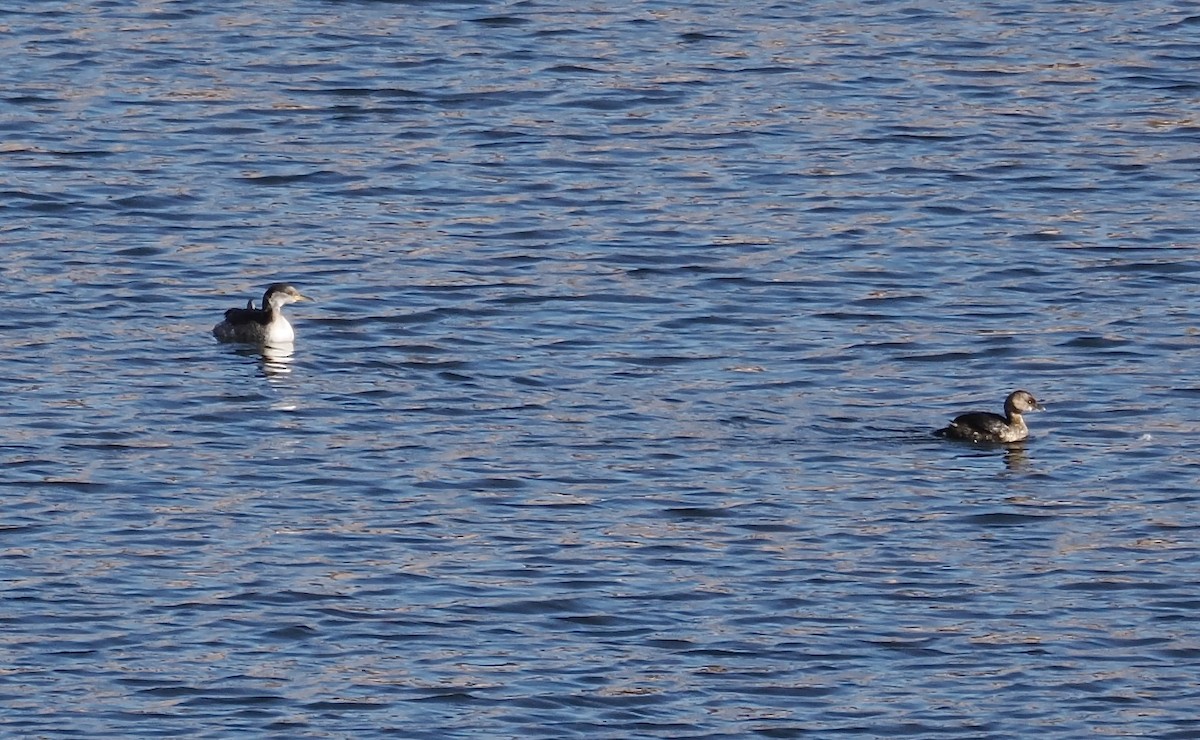 Red-necked Grebe - ML646566755