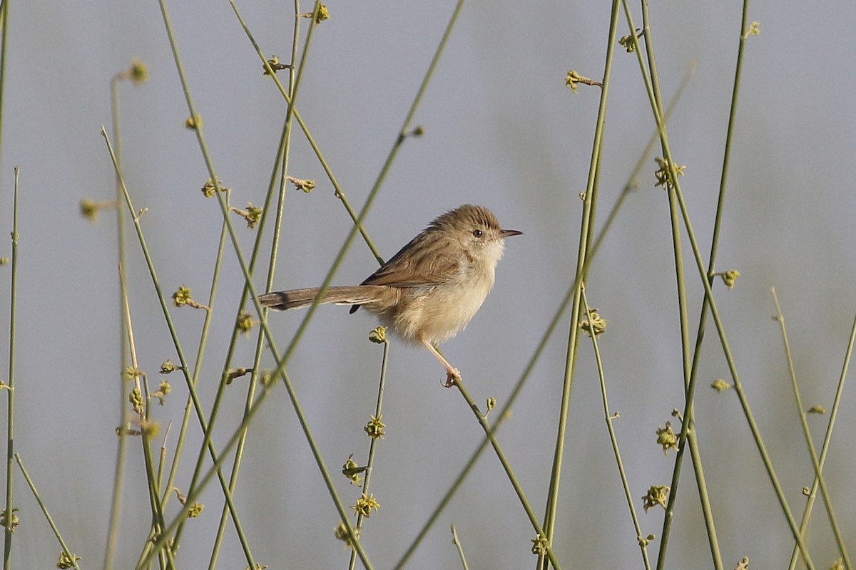 פשוש מזרחי - ML646566756