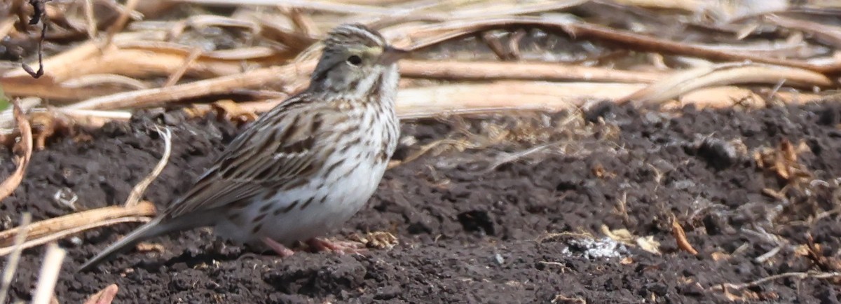 Savannah Sparrow - ML646566757