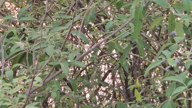 Timalí Ojigualdo - ML646566758