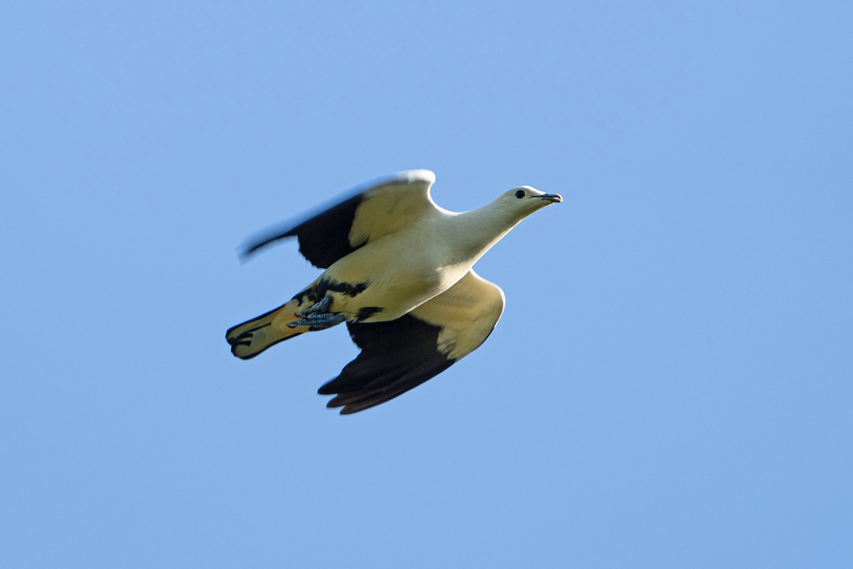 holub černobílý - ML646566759