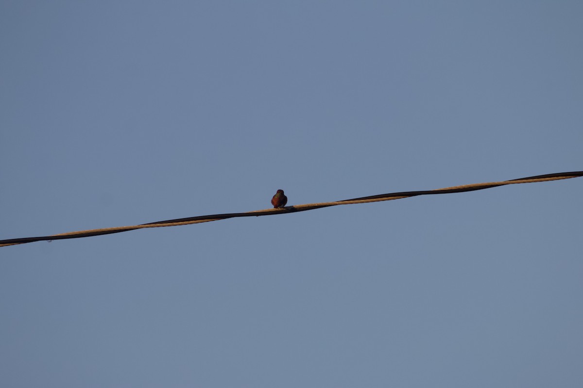 Allen's Hummingbird - ML646566760