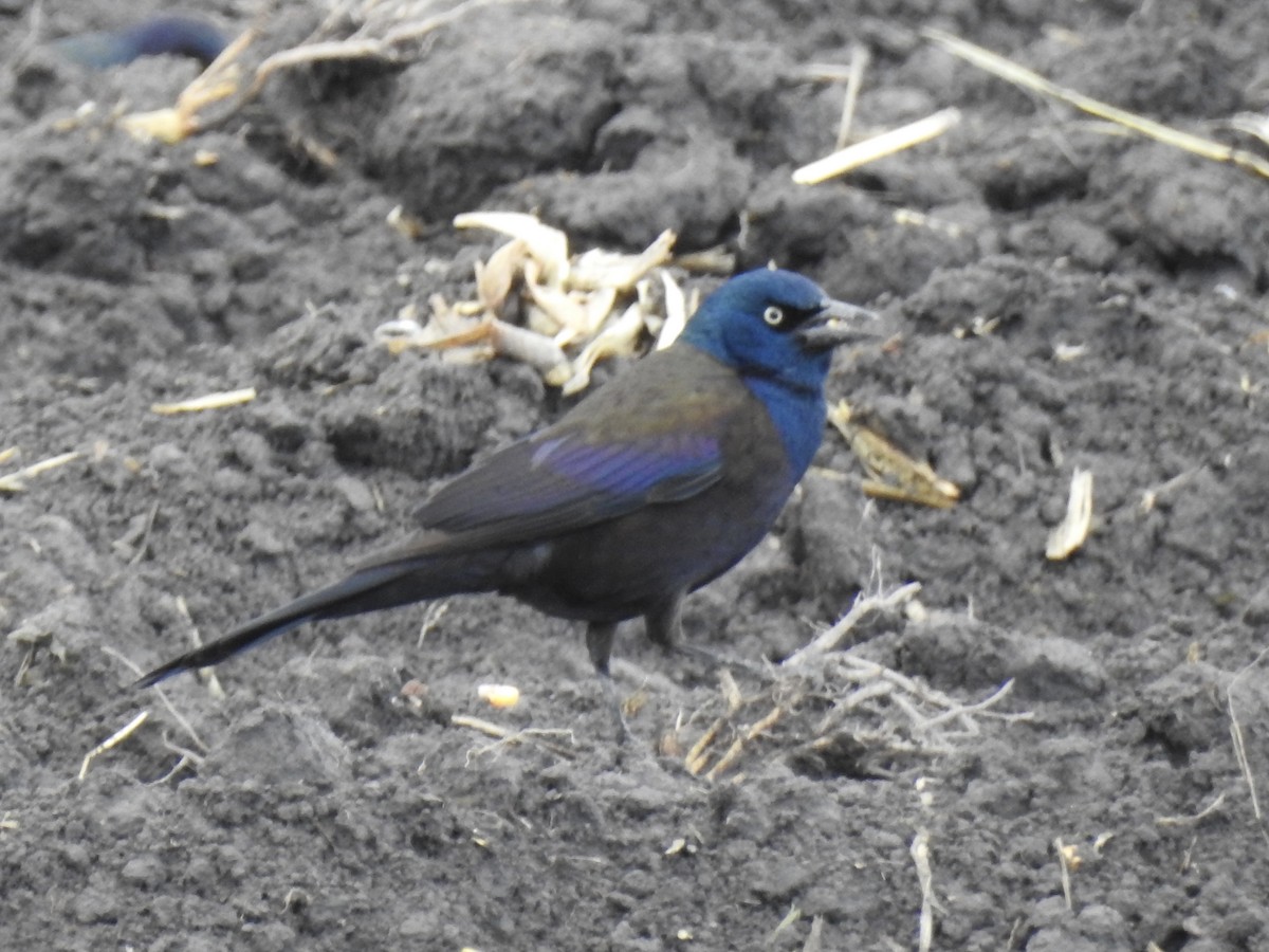 vlhovec lesklý - ML646566766