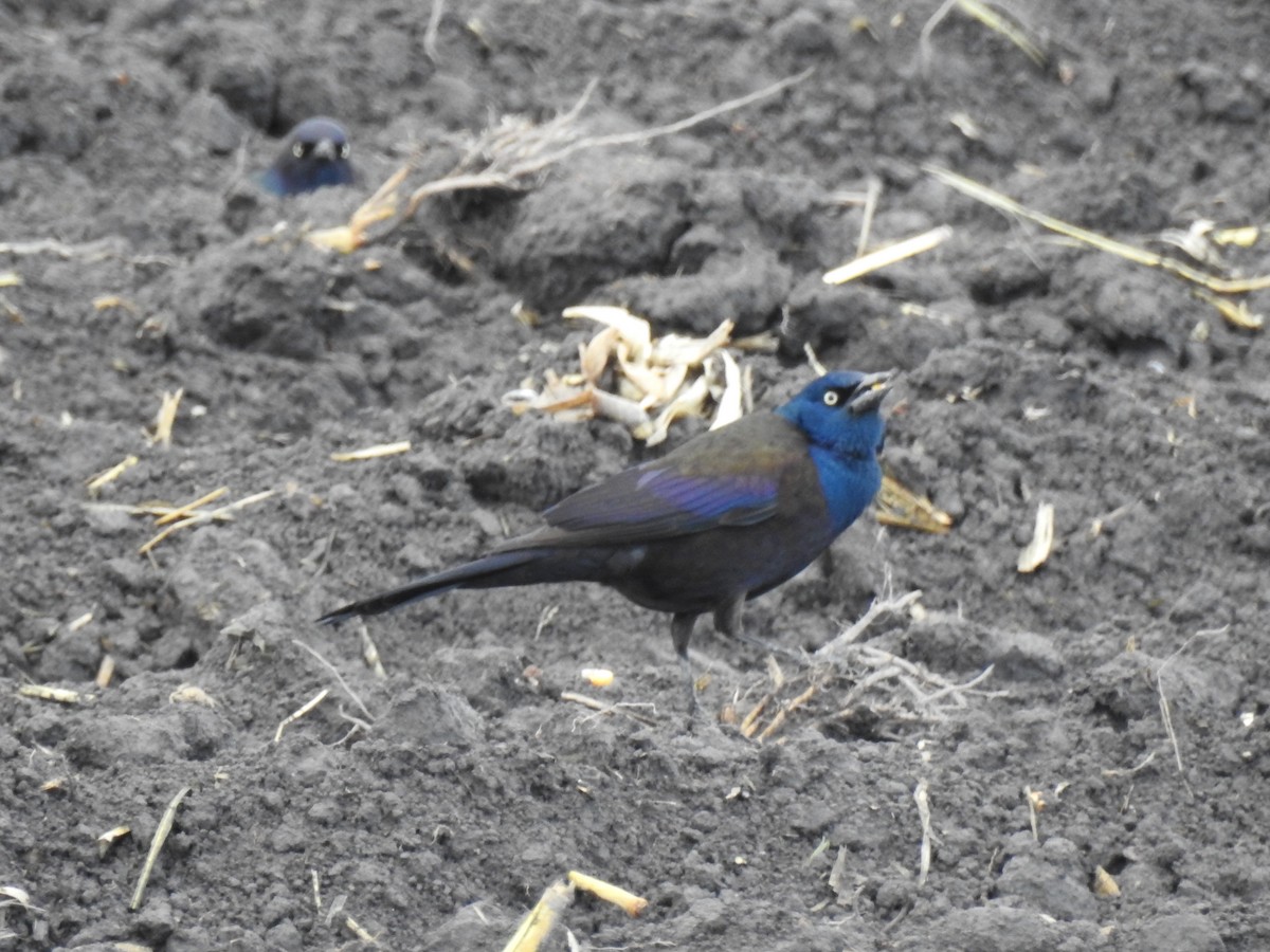 vlhovec lesklý - ML646566767