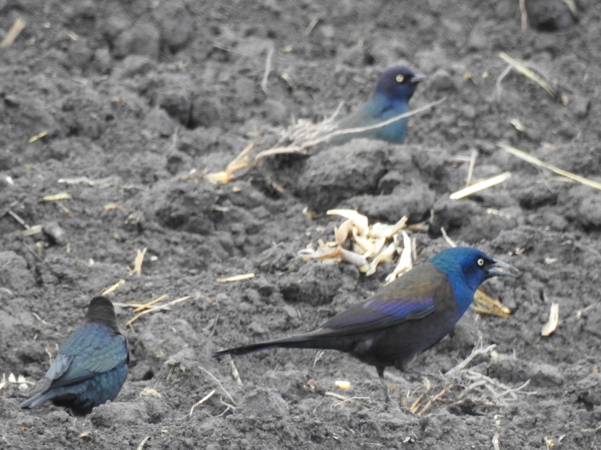 vlhovec lesklý - ML646566768