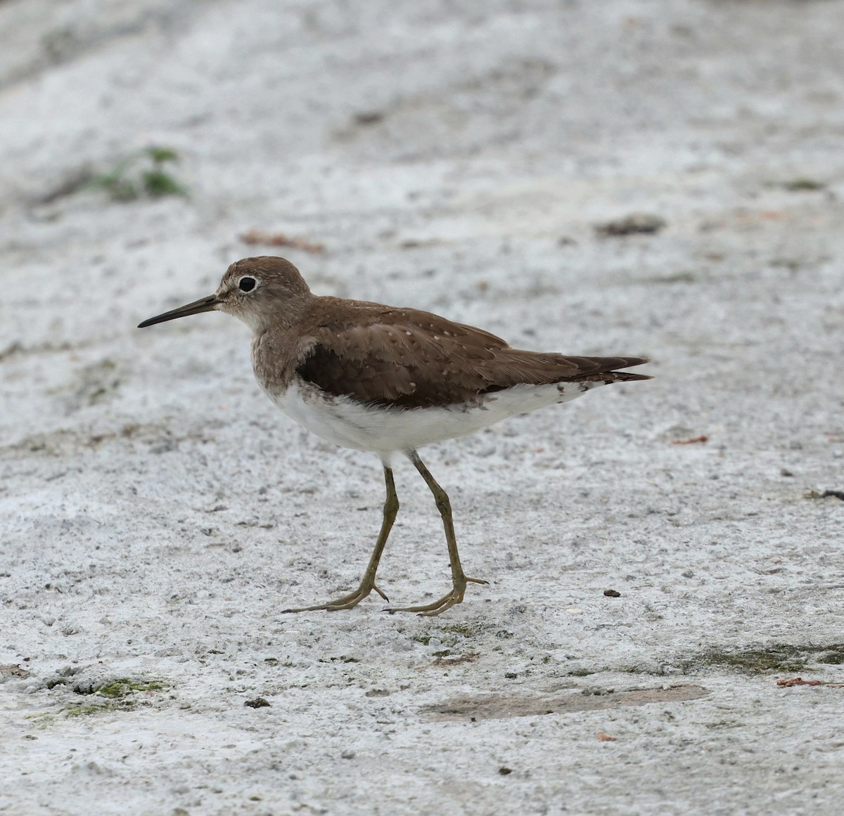 Solitary Sandpiper - ML646566769