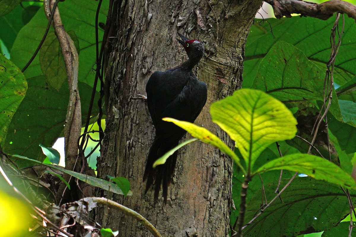 datel celebeský - ML646566772