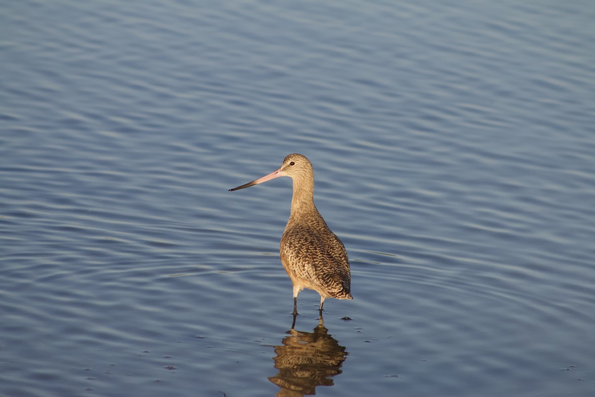 Marbled Godwit - ML646566773