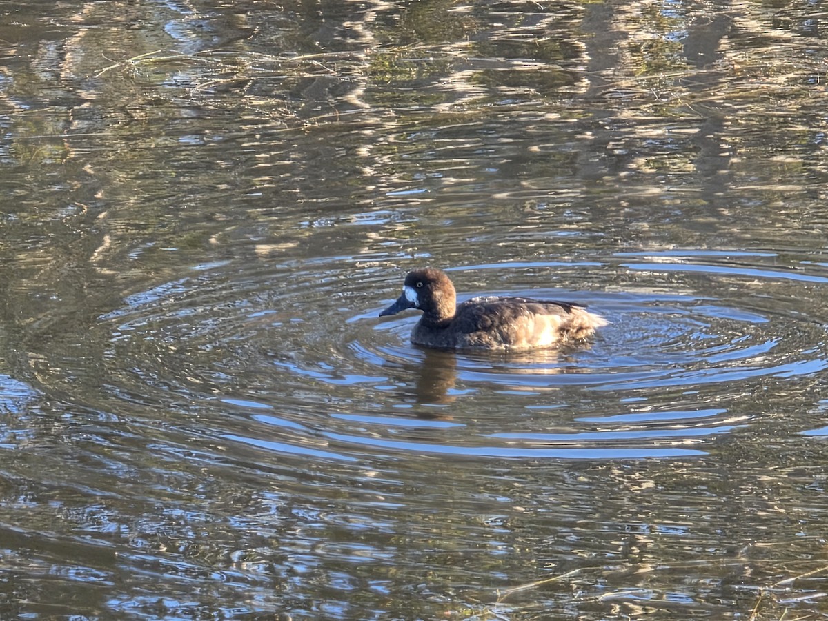 Greater Scaup - ML646566774