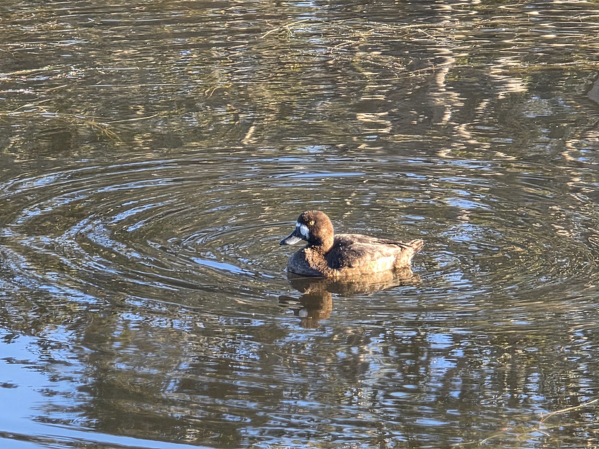 Greater Scaup - ML646566775