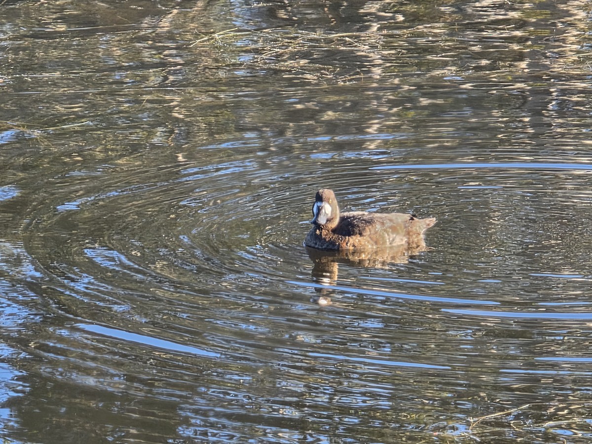 Greater Scaup - ML646566776