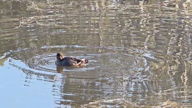 Greater Scaup - ML646566777
