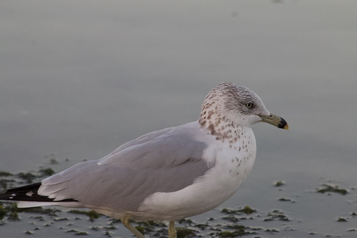 Ring-billed Gull - ML646566778
