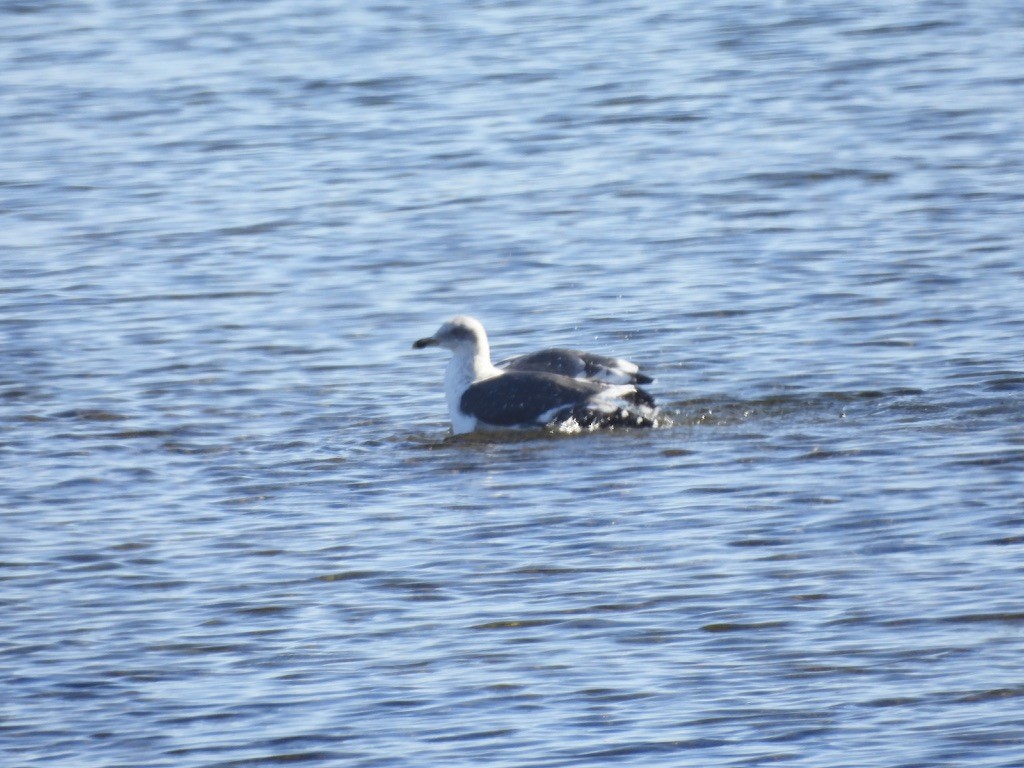 Lesser Black-backed Gull - ML646566779