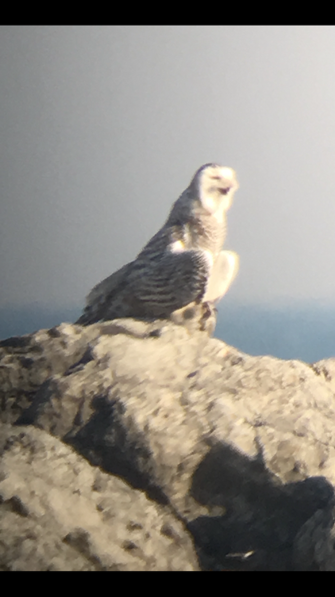 לילית שלג - ML646566780