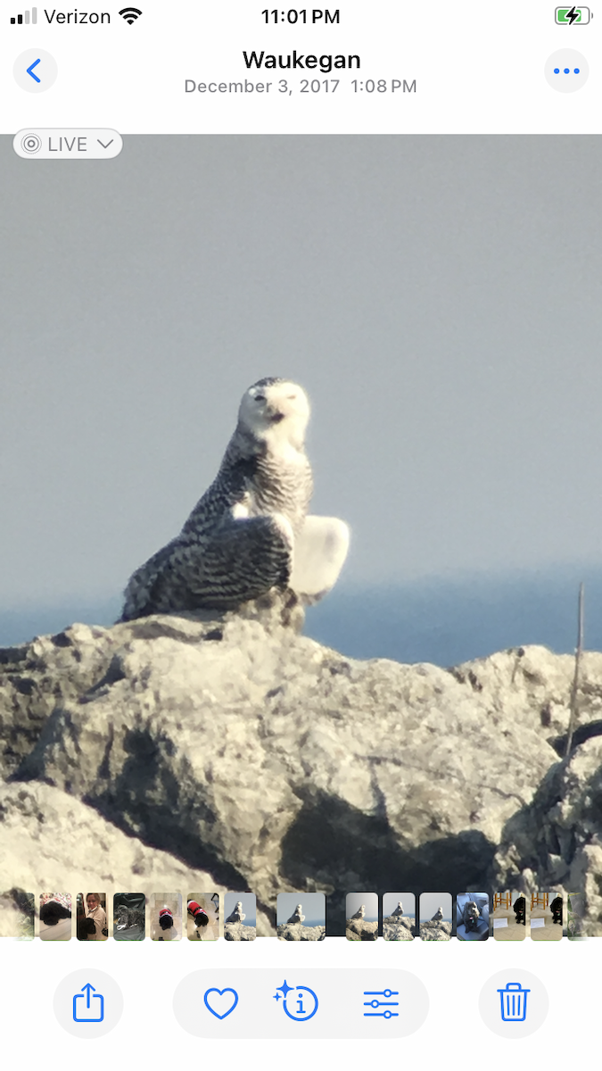 לילית שלג - ML646566781
