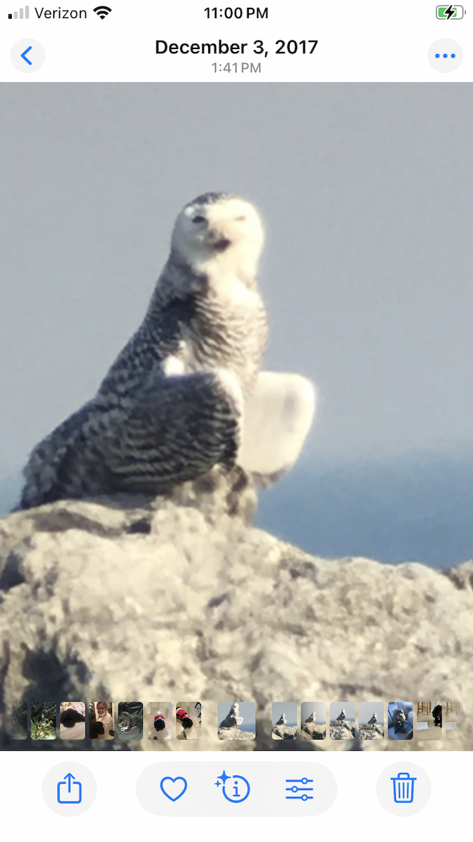 לילית שלג - ML646566782