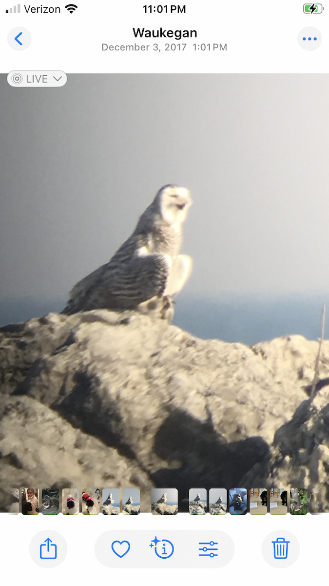 לילית שלג - ML646566783