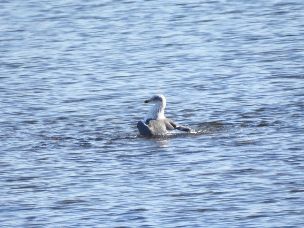 Lesser Black-backed Gull - ML646566784