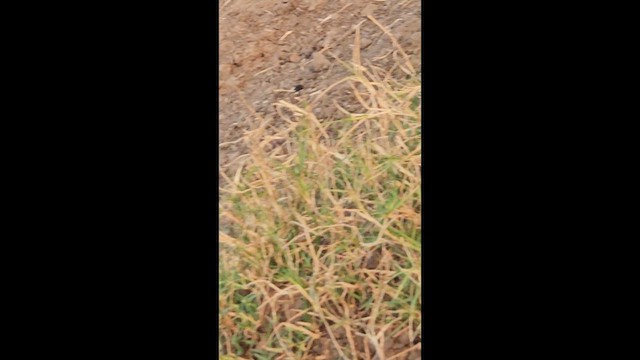 Oriental Magpie-Robin - ML646566785