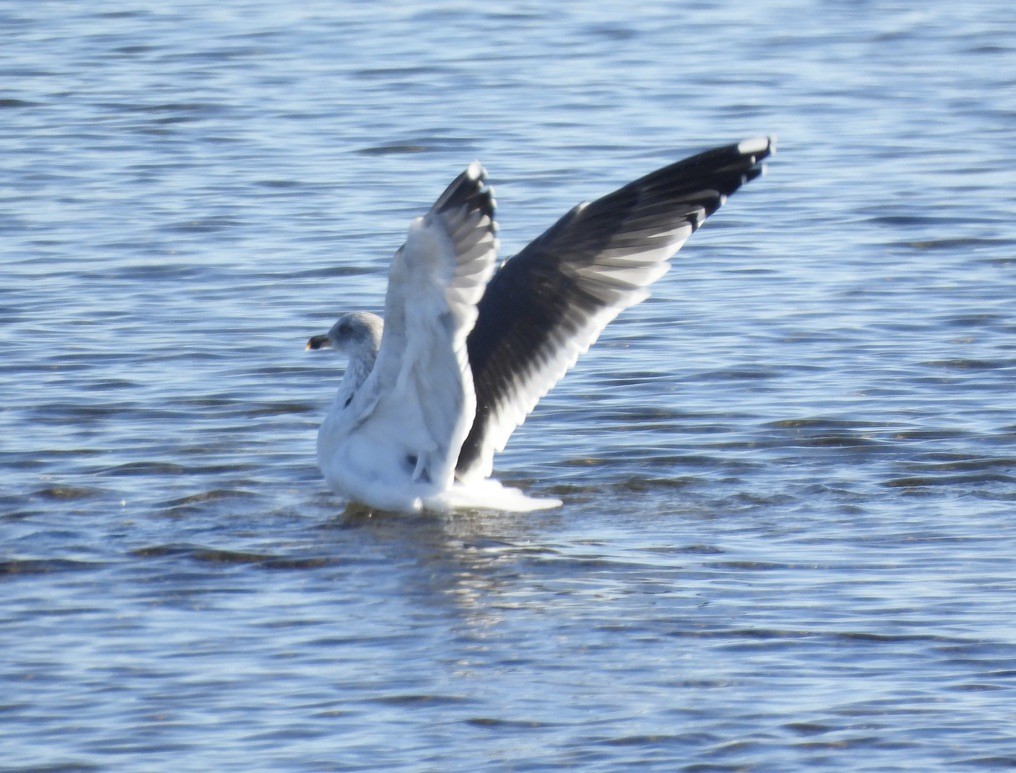 Lesser Black-backed Gull - ML646566786
