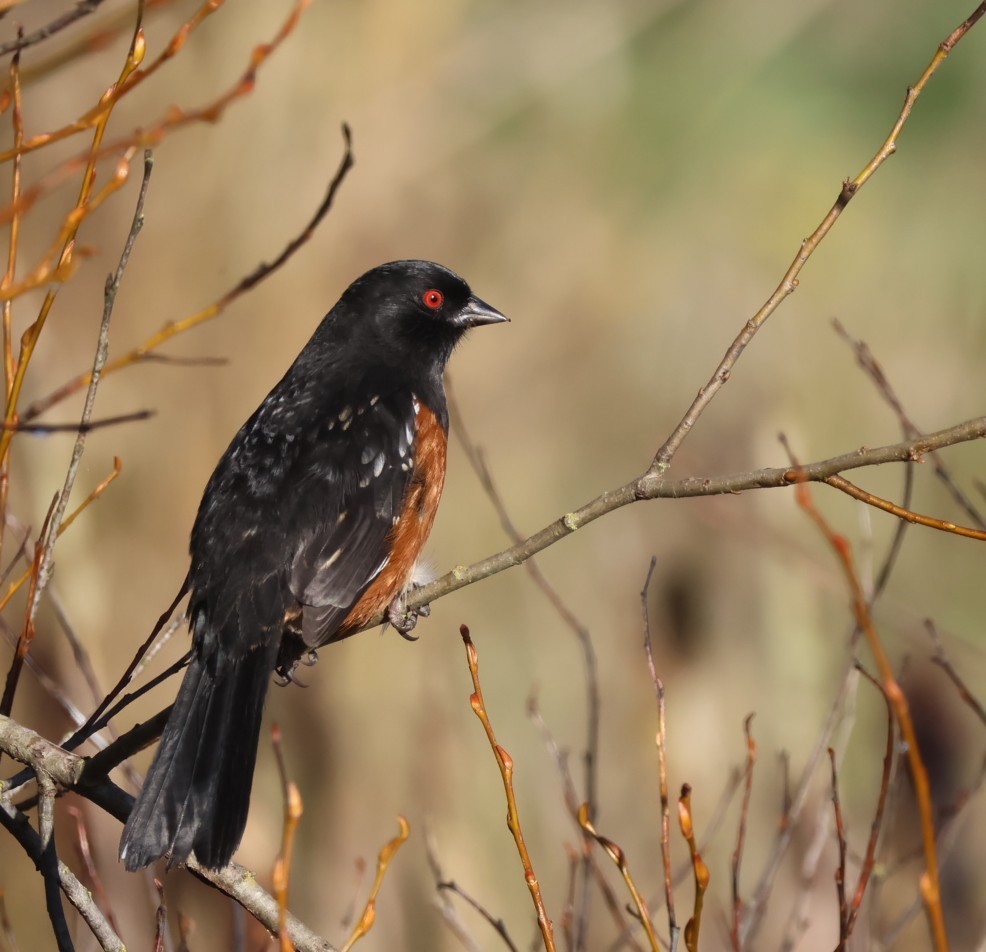 Spotted Towhee - ML646566787