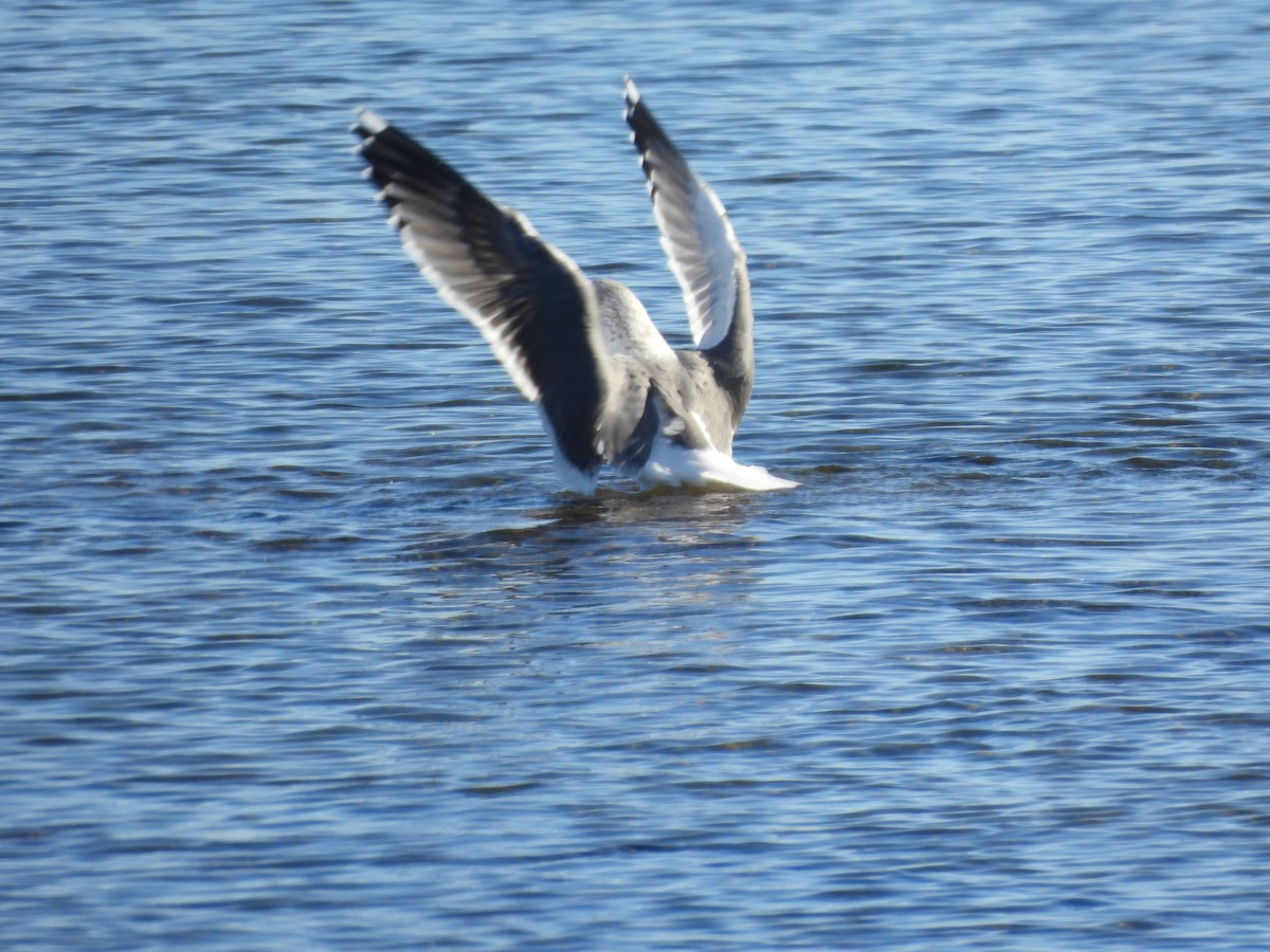 Lesser Black-backed Gull - ML646566788