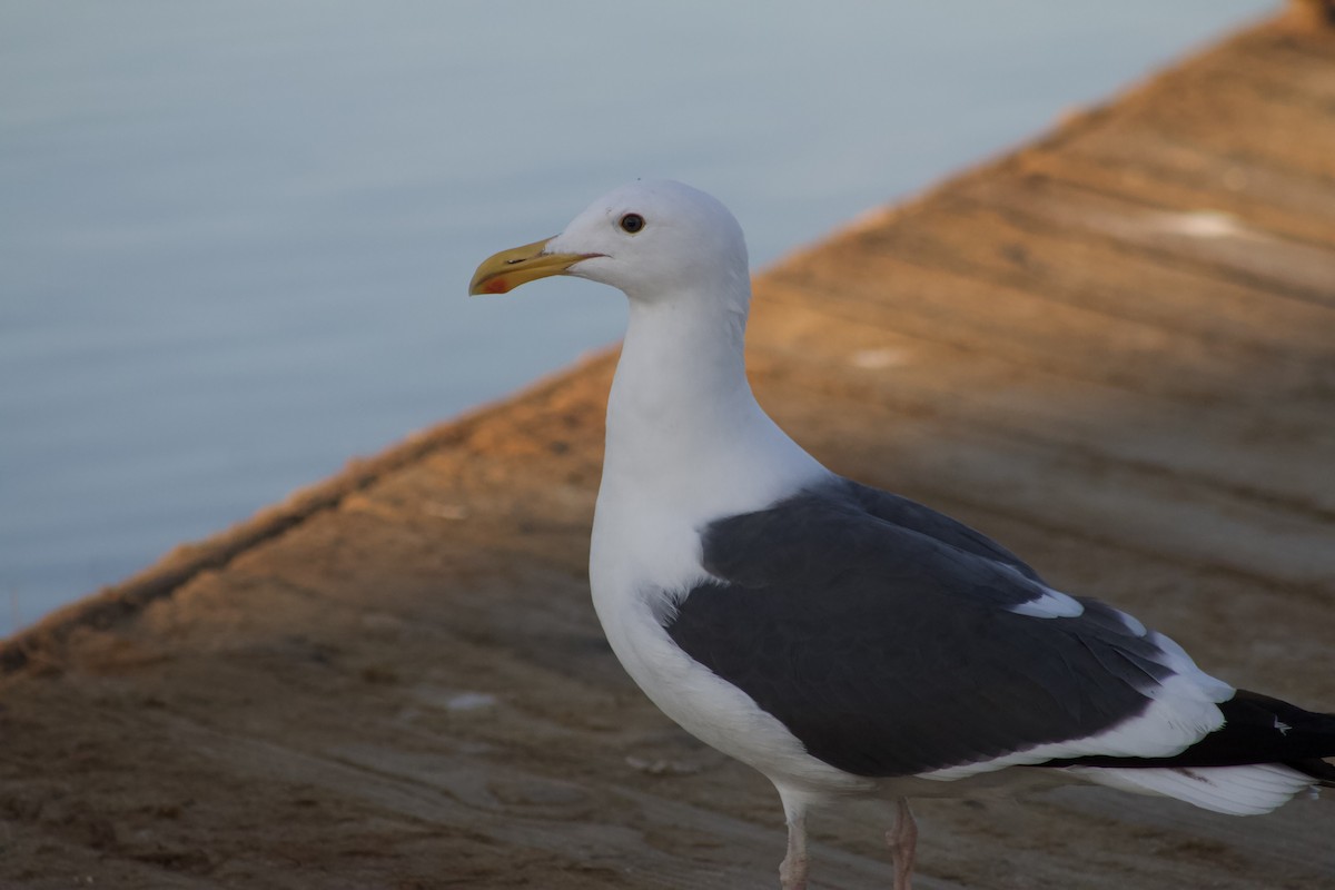 Western Gull - ML646566793