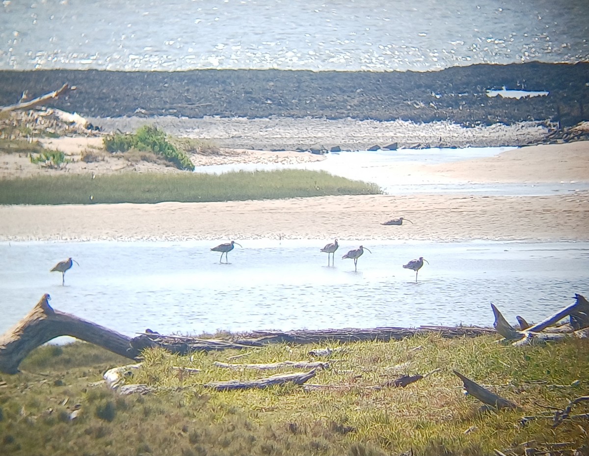 Far Eastern Curlew - ML646566795