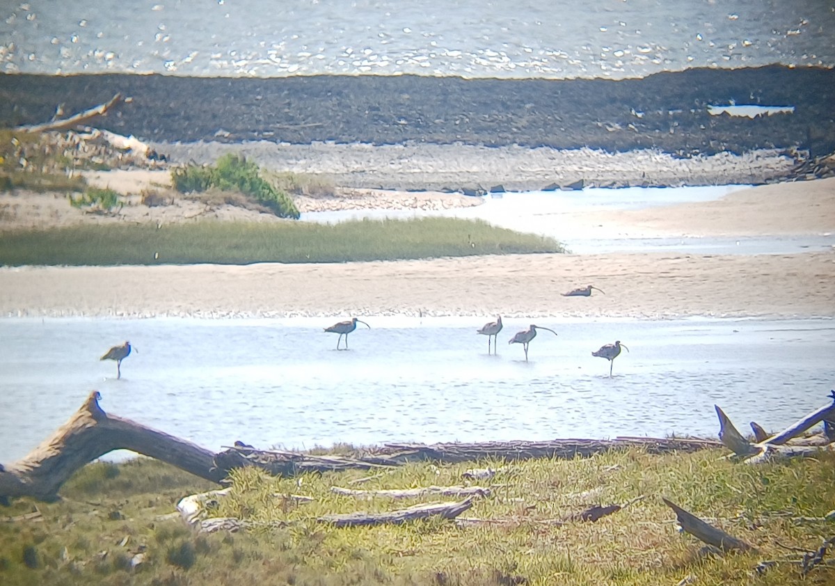Far Eastern Curlew - ML646566796