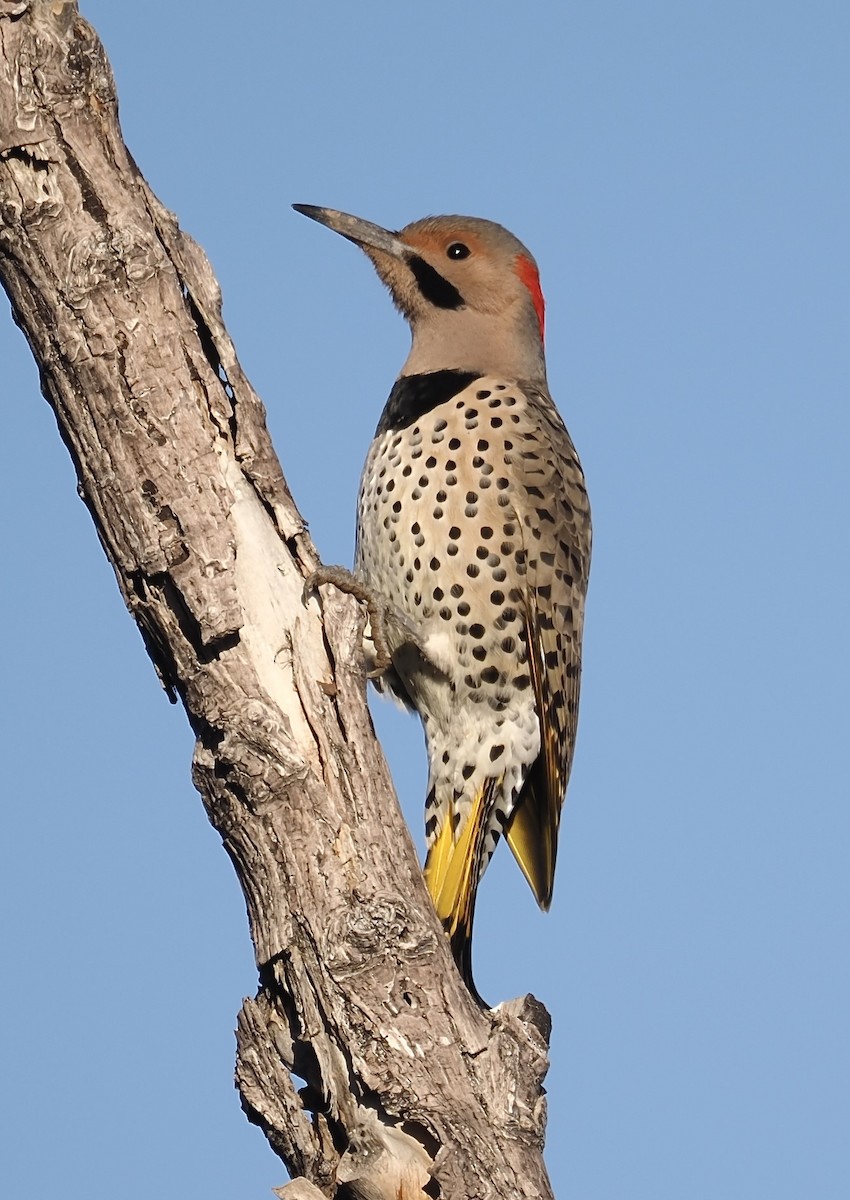 Northern Flicker (Yellow-shafted) - ML646566797