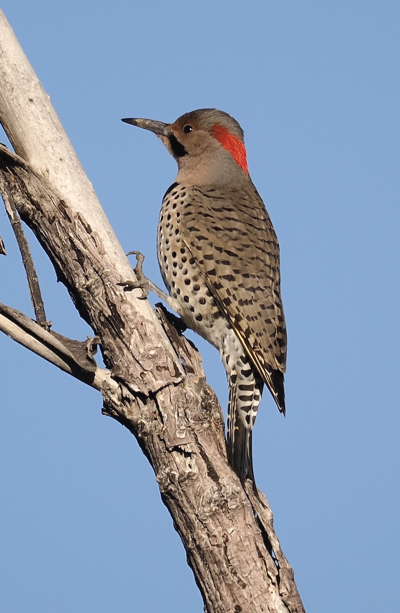 Northern Flicker (Yellow-shafted) - ML646566798